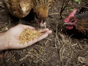 Beschreibung von Hühnern und Hähnen, Regeln für deren Haltung und Zucht