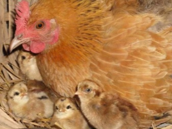 Beskrivelse af høns og haner, reglerne for deres vedligeholdelse og avl