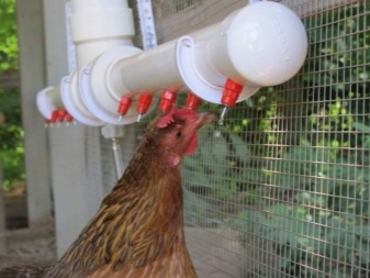 Beskrivelse af høns og haner, reglerne for deres vedligeholdelse og avl