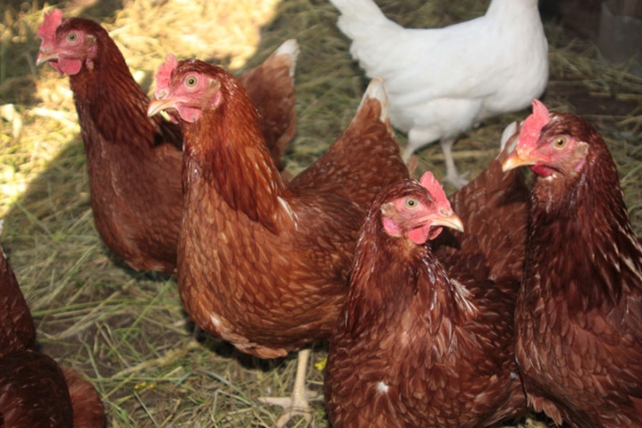 Description de la race de poules pondeuses, apparence des poulets, avis des propriétaires