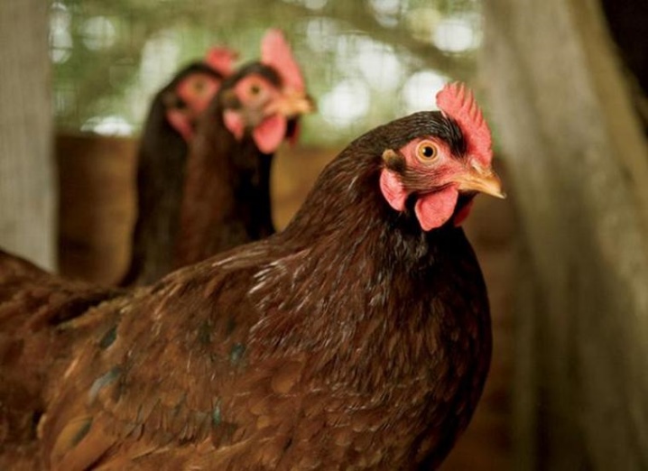 Description of the breed of laying hens, the appearance of chickens, owner reviews
