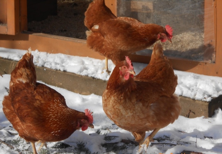 産卵鶏の品種、鶏の外観、所有者のレビューの説明