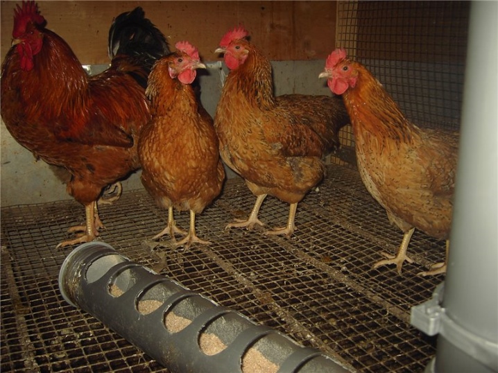 Descrierea rasei de găini ouătoare, aspectul găinilor, recenziile proprietarilor