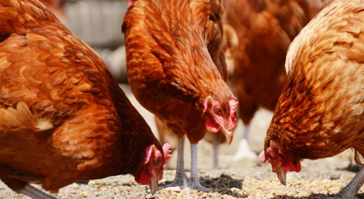 Beskrivelse av rasen til verpehøner, utseendet til kyllinger, eieranmeldelser