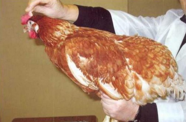 Περιγραφή της φυλής ωοπαραγωγών ορνίθων, εμφάνιση κοτόπουλων, κριτικές ιδιοκτητών