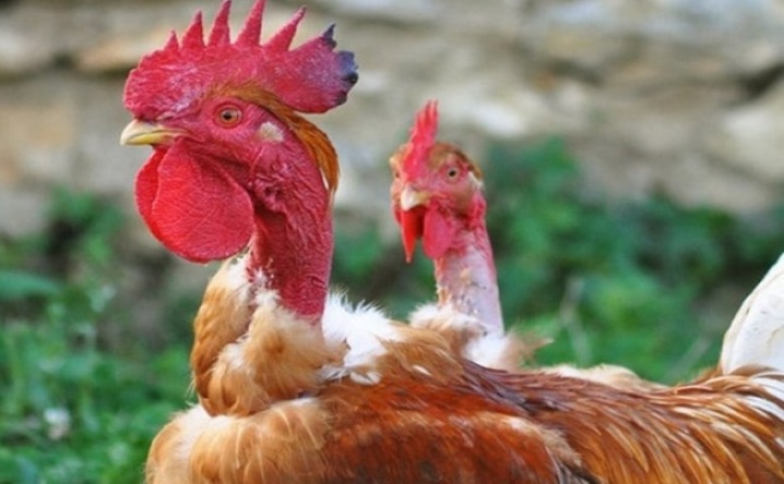 Poulets à cou troué, élevage de poulets, avis