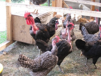 Hole-necked chickens, raising chickens, reviews