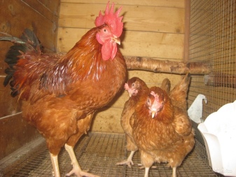Chicken "Hungarian giant", laying hens and broiler chickens from Hungary, reviews