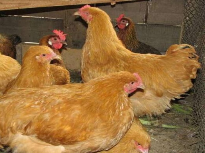 Chicken "Hungarian giant", laying hens and broiler chickens from Hungary, reviews