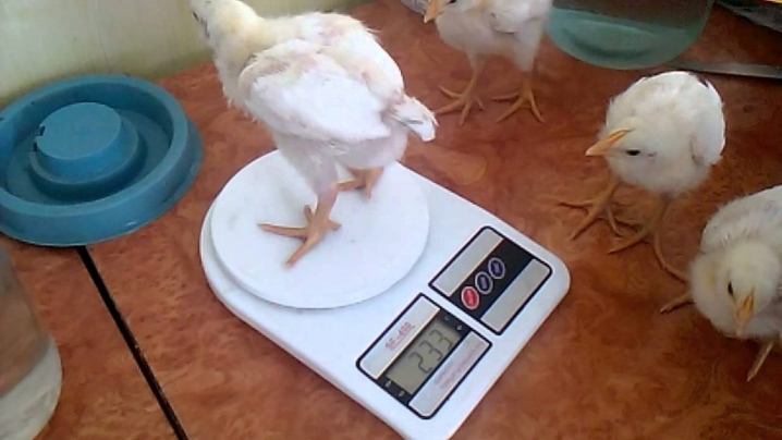 Broiler breed description, table of height and weight by day, guide to keeping chickens, reviews