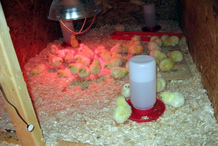 Broiler breed description, table of height and weight by day, guide to keeping chickens, reviews