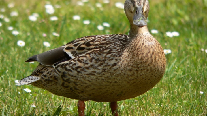Ducks are the best representatives of the meat direction with a description for breeding at home