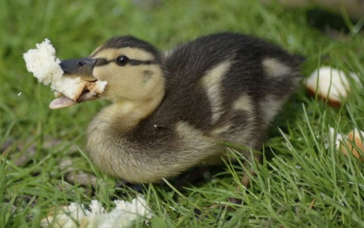 What is the name of a duckling with a white beak and head? Description of white-breasted breeds, domestic ducks with a tuft