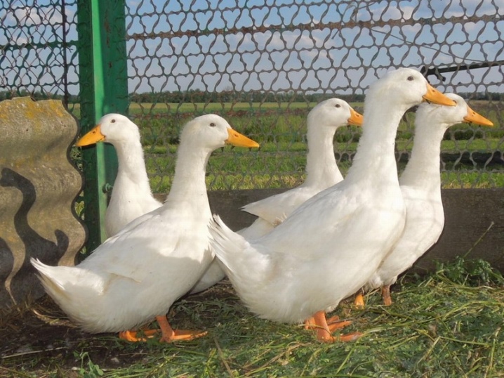 Patos de Moscú, ucranianos y otras razas.  ¿Cómo es un pato asador doméstico?  ¿Quiénes son las espinas blancas?