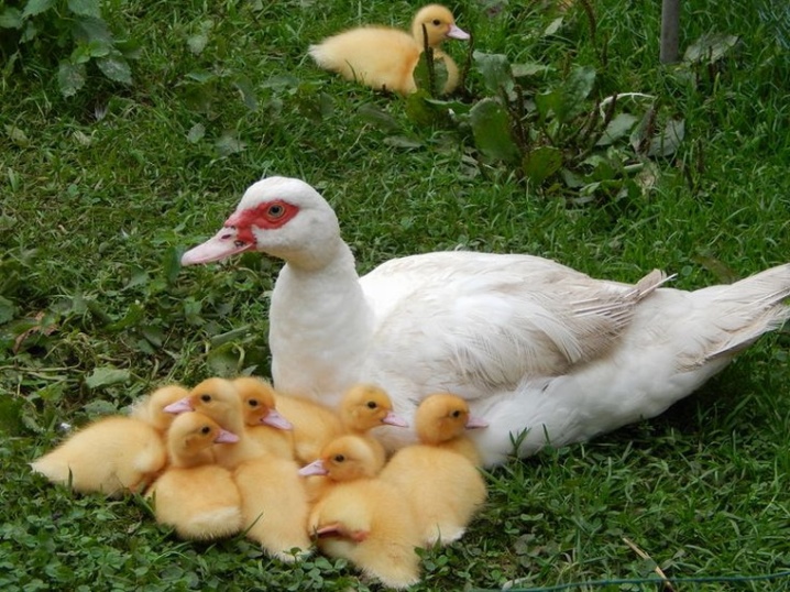 Patos de Moscou, ucranianos e outras raças.  Qual é a aparência de um pato de frango doméstico?  Quem são os espinhos brancos?