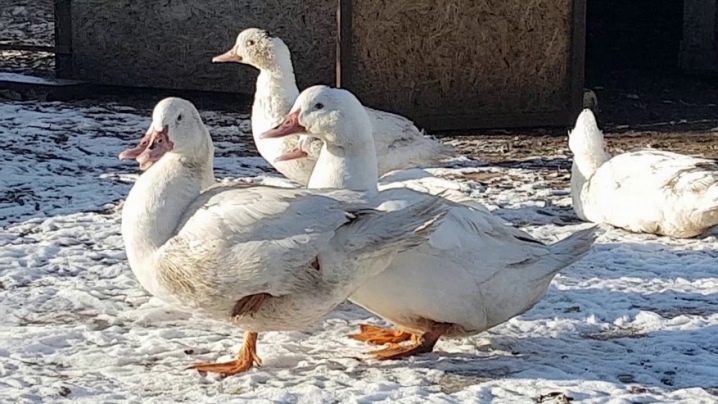Canards de races moscovites, ukrainiennes et autres.  À quoi ressemble un canard de chair domestique ?  Qui sont les épines blanches ?