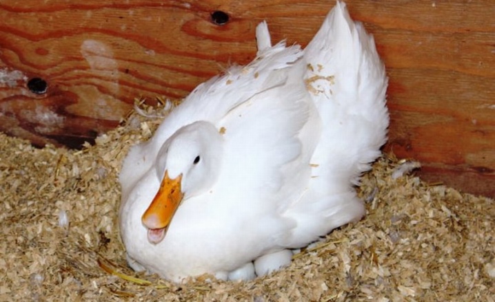 Ducks of Moscow, Ukrainian and other breeds. What does a domestic broiler duck look like? Who are the white thorns?