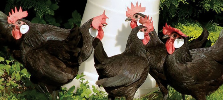 Spanische Hühner.  Fütterung und Pflege