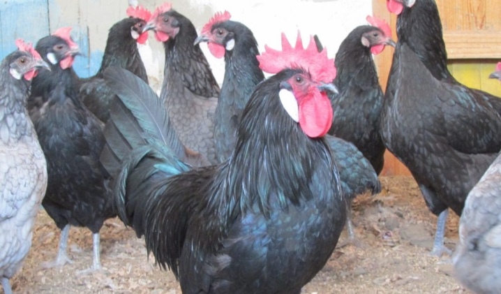 Pollos españoles.  alimentación y cuidado