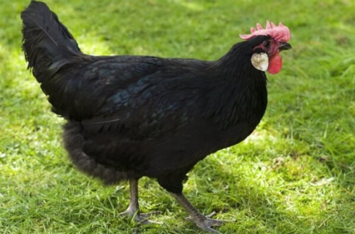 Pollos españoles.  alimentación y cuidado