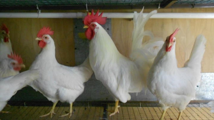 Spanske kyllinger.  Fôring og stell