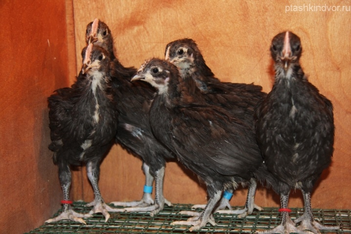 Spanische Hühner.  Fütterung und Pflege