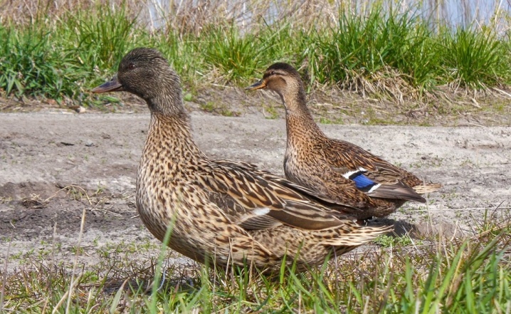 Ducks bayanin Semenov chubary, Rashanci da sauran nau'ikan ducks tare da tufa a kawunansu.