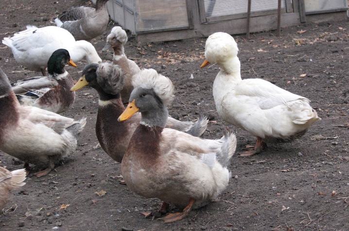 Ducks bayanin Semenov chubary, Rashanci da sauran nau'ikan ducks tare da tufa a kawunansu.