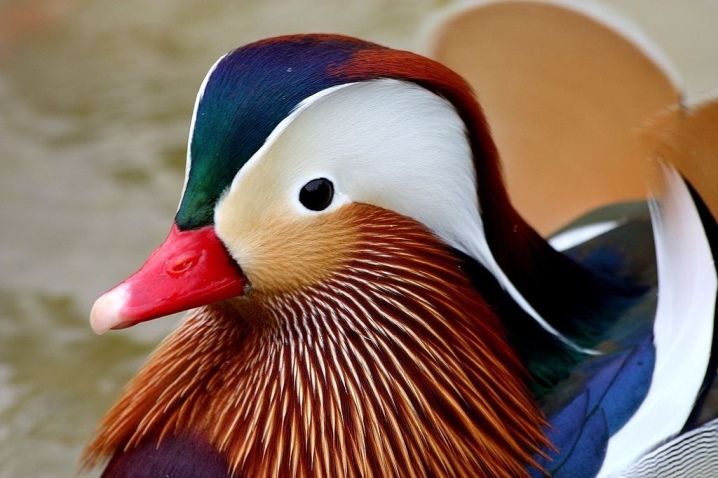 Mandarin duck where does it live and why is it interesting? Description of the "Chinese" bird. What do females and males look like? What do they eat?