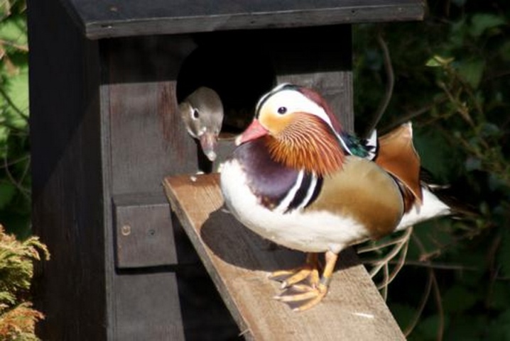 Mandarin duck where does it live and why is it interesting? Description of the "Chinese" bird. What do females and males look like? What do they eat?