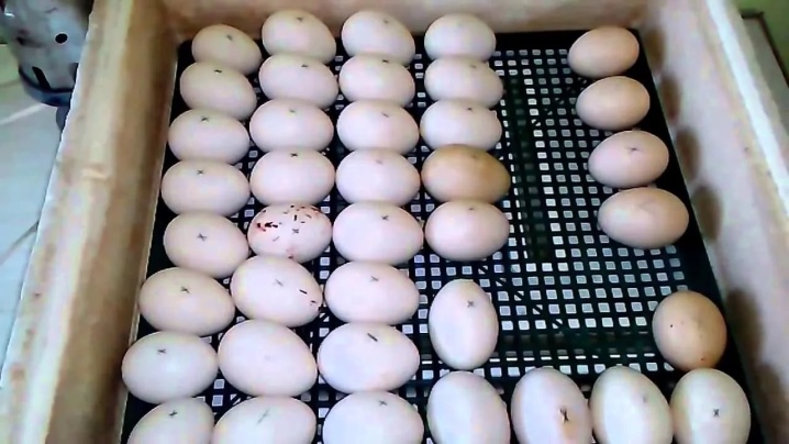 Ducks incubating eggs. What should be the temperature and humidity in the incubator? How to breed ducklings at home? When to lay duck eggs?