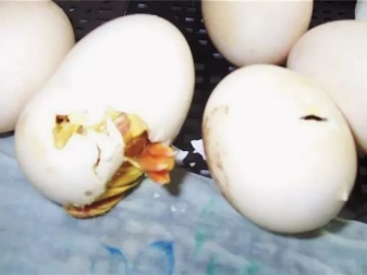 Ducks incubating eggs. What should be the temperature and humidity in the incubator? How to breed ducklings at home? When to lay duck eggs?