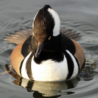 Gogol duck breed description of females and males, habitat and nutrition