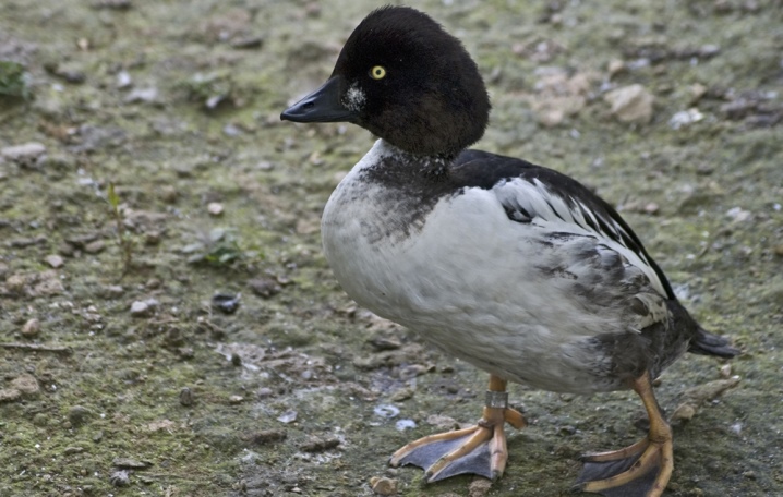 Descripción de la raza de pato Gogol de hembras y machos, hábitat y nutrición.