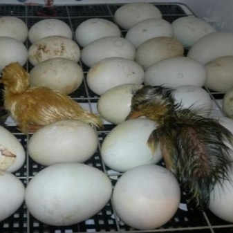 Ducks mode table. Incubation time at home
