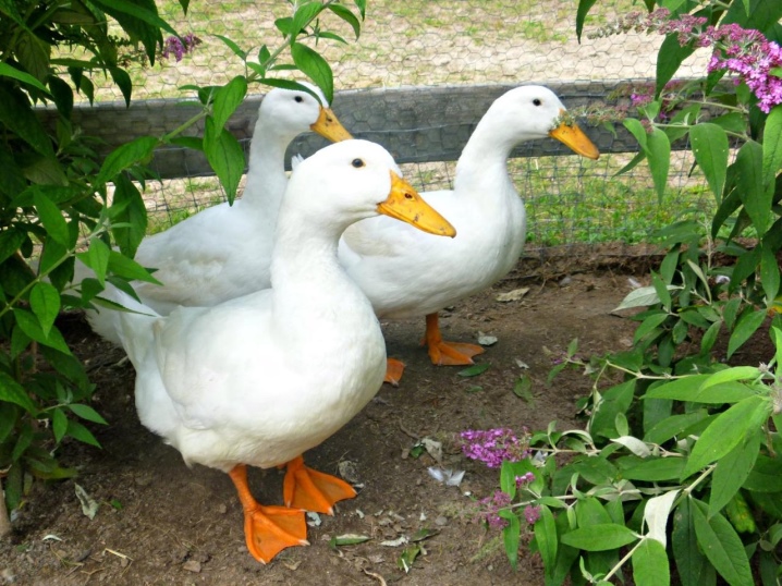Ducks are the best types of domestic ducks for breeding, varieties of gray birds with names and descriptions