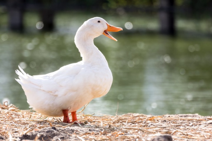 Ducks are the best types of domestic ducks for breeding, varieties of gray birds with names and descriptions