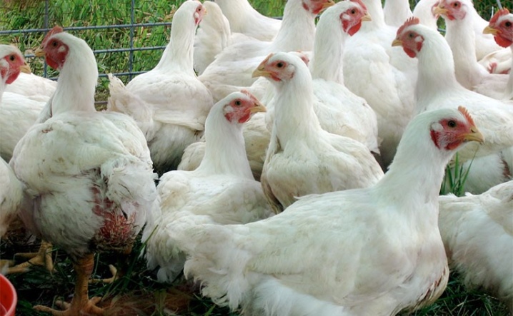 Hubbard broilers descriptions from the breeding holding Hubbard ISA, characteristics of subspecies flex and F-15