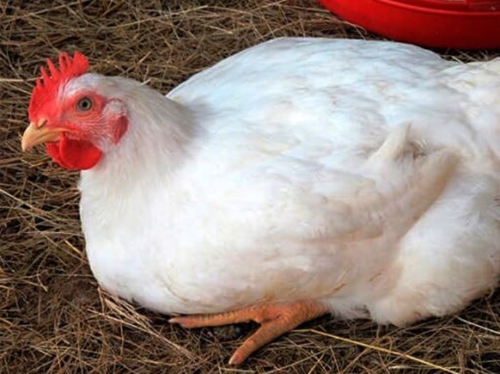 Hubbard broilers descriptions from the breeding holding Hubbard ISA, characteristics of subspecies flex and F-15