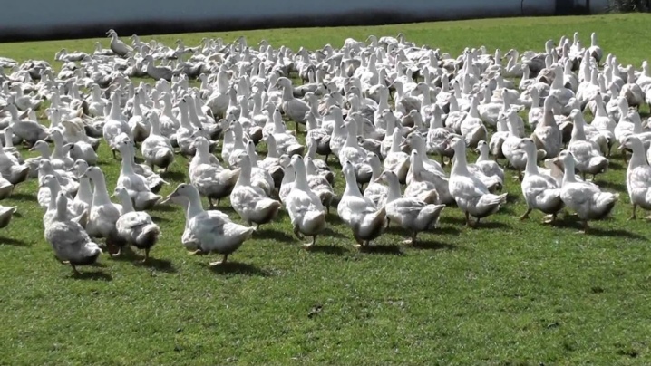 Broiler-Enten sind weit verbreitete Rassen mit einer Beschreibung und den Merkmalen der Zucht von Broiler-Enten zu Hause