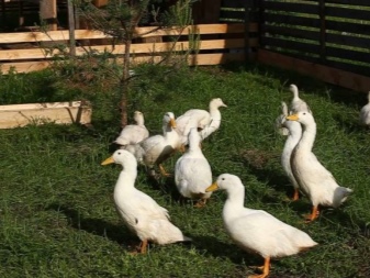 Broiler-Enten sind weit verbreitete Rassen mit einer Beschreibung und den Merkmalen der Zucht von Broiler-Enten zu Hause