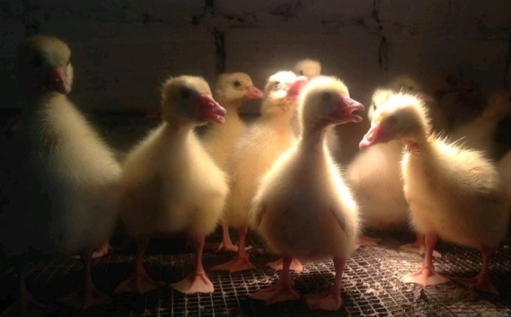 Broiler ducks are common breeds with a description, features of growing broiler ducks at home