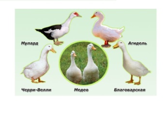 Patos de corte são raças comuns com uma descrição, características do cultivo de patos de corte em casa