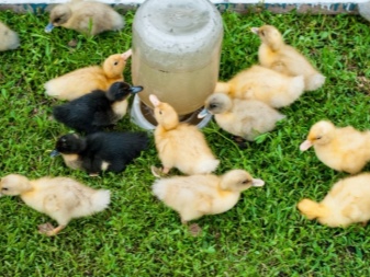 Patos de corte são raças comuns com uma descrição, características do cultivo de patos de corte em casa