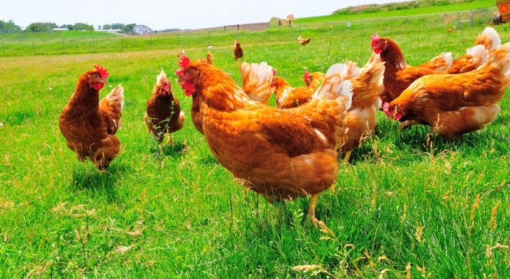 成鶏と鶏のRedbrough鶏の説明。 家庭でブロイラーを栽培する特徴