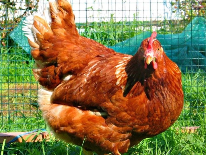 成鶏と鶏のRedbrough鶏の説明。 家庭でブロイラーを栽培する特徴