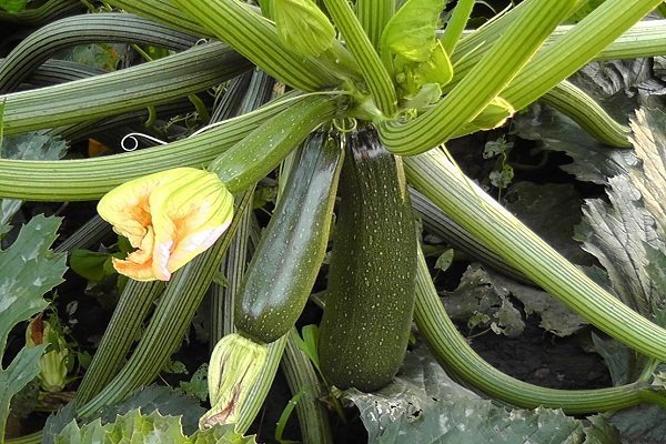 Zucchini Aeronaut - early ripe variety with tender pulp