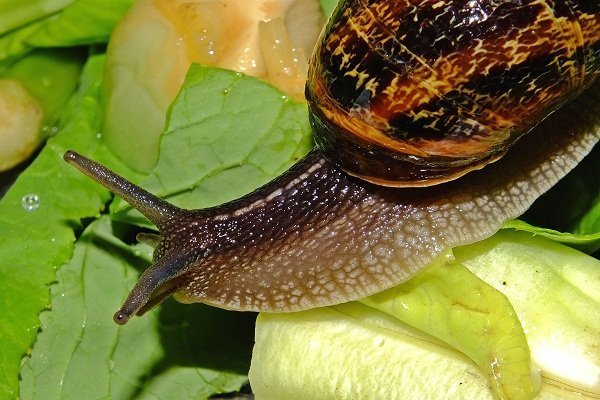 Slugs and garden snails