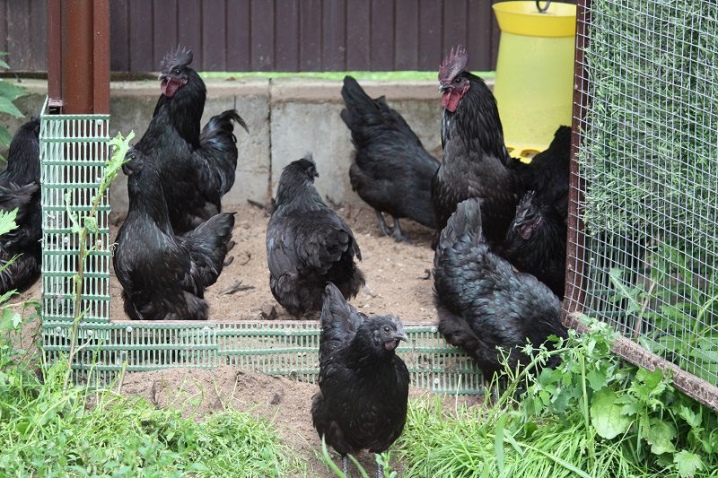 Pollos Uheilyuy descripción de la raza, características del mantenimiento y cuidado de los pollos, opiniones de los propietarios.