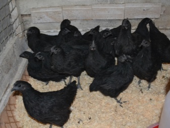 Galinhas Uheilyuy descrição da raça, características de criação e cuidado de galinhas, comentários dos proprietários